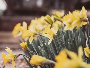 Preview wallpaper daffodils, flowers, petals, leaves, blur