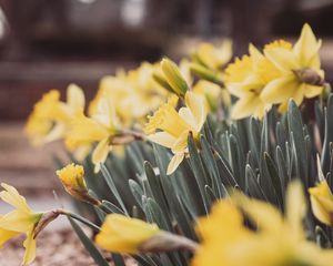 Preview wallpaper daffodils, flowers, petals, leaves, blur