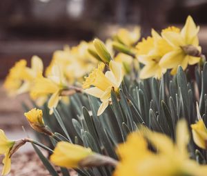 Preview wallpaper daffodils, flowers, petals, leaves, blur