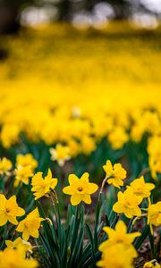 Preview wallpaper daffodils, flowers, petals, blur, yellow