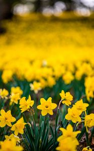 Preview wallpaper daffodils, flowers, petals, blur, yellow