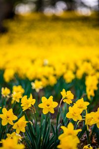 Preview wallpaper daffodils, flowers, petals, blur, yellow