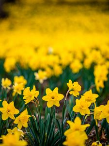 Preview wallpaper daffodils, flowers, petals, blur, yellow