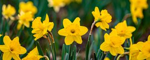 Preview wallpaper daffodils, flowers, petals, blur, yellow