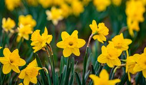 Preview wallpaper daffodils, flowers, petals, blur, yellow