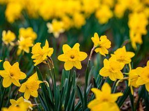 Preview wallpaper daffodils, flowers, petals, blur, yellow