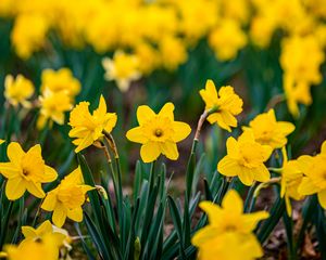 Preview wallpaper daffodils, flowers, petals, blur, yellow