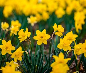 Preview wallpaper daffodils, flowers, petals, blur, yellow