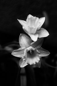 Preview wallpaper daffodils, flowers, petals, drops, water, macro