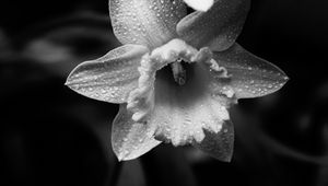 Preview wallpaper daffodils, flowers, petals, drops, water, macro