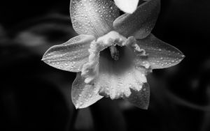 Preview wallpaper daffodils, flowers, petals, drops, water, macro