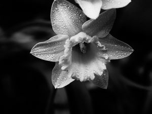 Preview wallpaper daffodils, flowers, petals, drops, water, macro