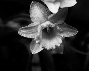 Preview wallpaper daffodils, flowers, petals, drops, water, macro