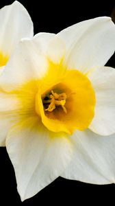 Preview wallpaper daffodils, flowers, petals, white, macro