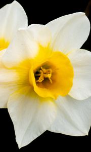 Preview wallpaper daffodils, flowers, petals, white, macro