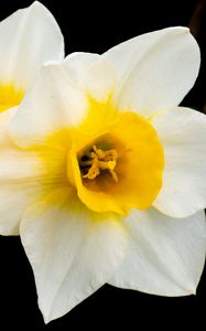 Preview wallpaper daffodils, flowers, petals, white, macro