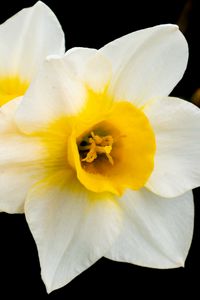 Preview wallpaper daffodils, flowers, petals, white, macro