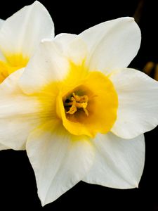 Preview wallpaper daffodils, flowers, petals, white, macro