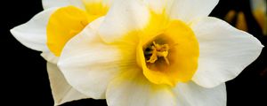 Preview wallpaper daffodils, flowers, petals, white, macro