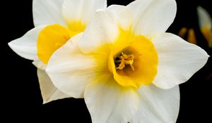 Preview wallpaper daffodils, flowers, petals, white, macro