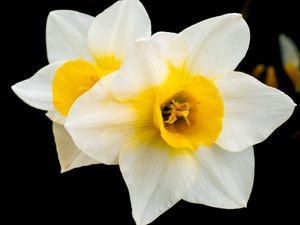 Preview wallpaper daffodils, flowers, petals, white, macro