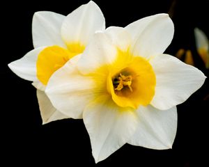 Preview wallpaper daffodils, flowers, petals, white, macro