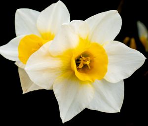 Preview wallpaper daffodils, flowers, petals, white, macro