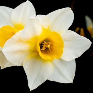 Preview wallpaper daffodils, flowers, petals, white, macro