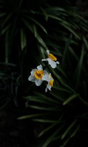 Preview wallpaper daffodils, flowers, plant, macro, blur