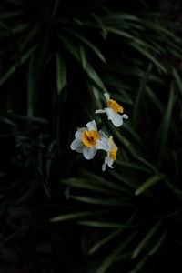 Preview wallpaper daffodils, flowers, plant, macro, blur