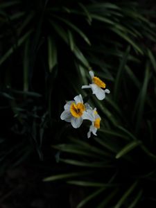 Preview wallpaper daffodils, flowers, plant, macro, blur