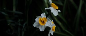 Preview wallpaper daffodils, flowers, plant, macro, blur