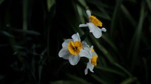 Preview wallpaper daffodils, flowers, plant, macro, blur