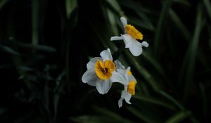 Preview wallpaper daffodils, flowers, plant, macro, blur