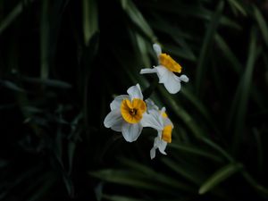 Preview wallpaper daffodils, flowers, plant, macro, blur