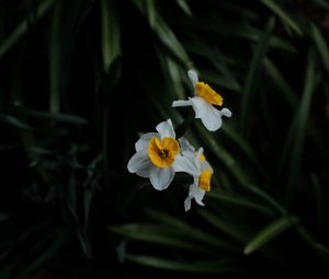 Preview wallpaper daffodils, flowers, plant, macro, blur