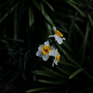 Preview wallpaper daffodils, flowers, plant, macro, blur