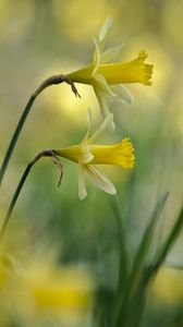 Preview wallpaper daffodils, flowers, plant, macro, yellow
