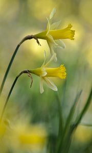 Preview wallpaper daffodils, flowers, plant, macro, yellow