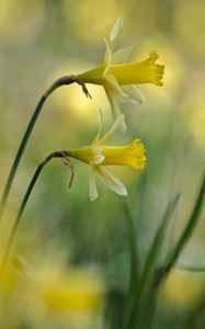 Preview wallpaper daffodils, flowers, plant, macro, yellow