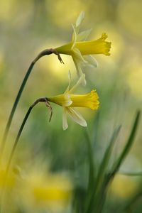 Preview wallpaper daffodils, flowers, plant, macro, yellow