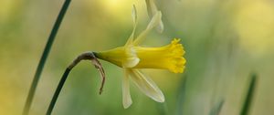 Preview wallpaper daffodils, flowers, plant, macro, yellow