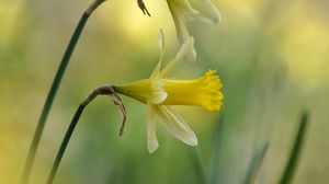 Preview wallpaper daffodils, flowers, plant, macro, yellow