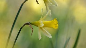 Preview wallpaper daffodils, flowers, plant, macro, yellow