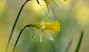 Preview wallpaper daffodils, flowers, plant, macro, yellow