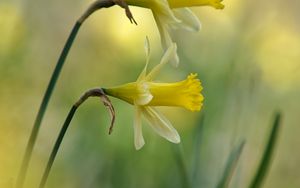 Preview wallpaper daffodils, flowers, plant, macro, yellow