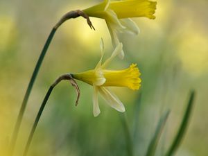 Preview wallpaper daffodils, flowers, plant, macro, yellow