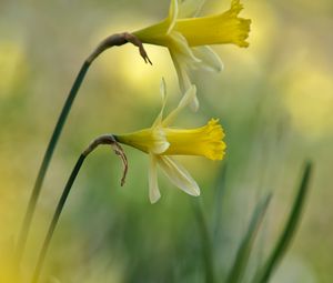 Preview wallpaper daffodils, flowers, plant, macro, yellow