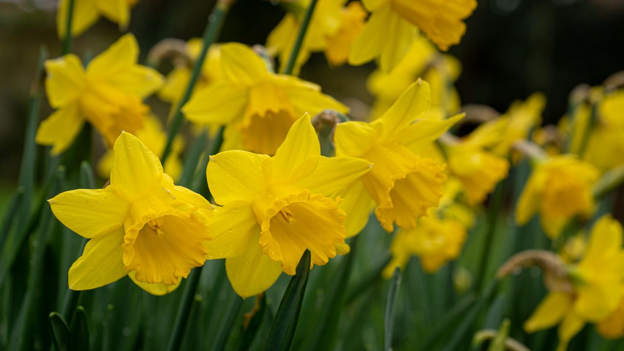 Wallpaper daffodils, flowers, plant, yellow