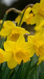 Preview wallpaper daffodils, flowers, plant, yellow